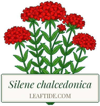 Silene chalcedonica