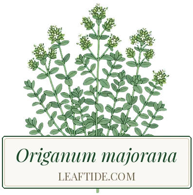Origanum majorana