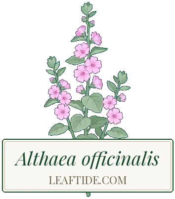 Althaea officinalis