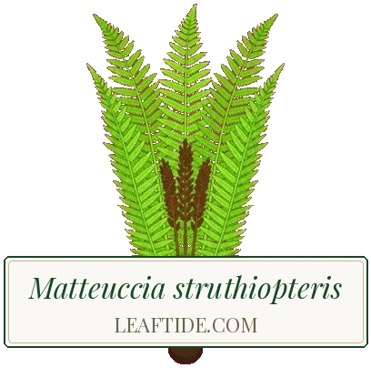 Matteuccia struthiopteris