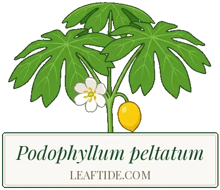 Podophyllum peltatum