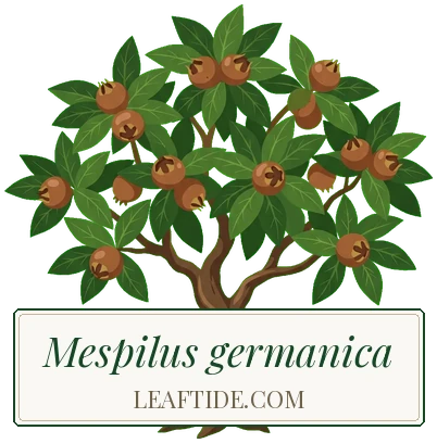 Mespilus germanica