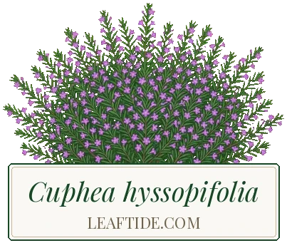 Cuphea hyssopifolia