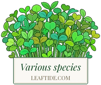 Various species