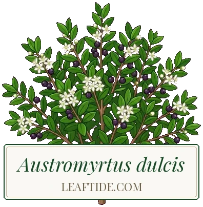 Austromyrtus dulcis