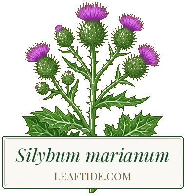 Silybum marianum