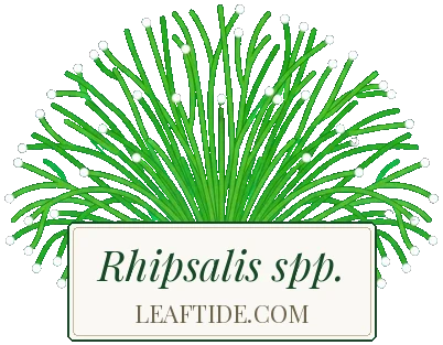 Rhipsalis spp.