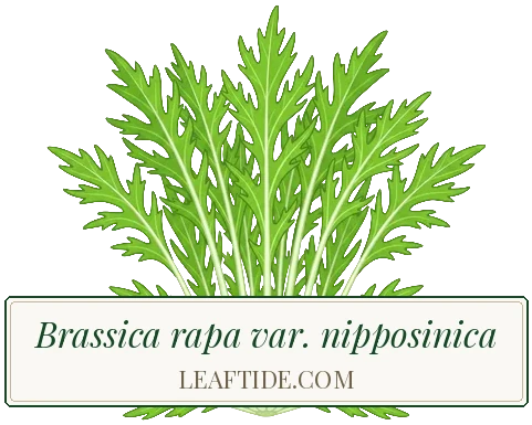 Brassica rapa var. nipposinica