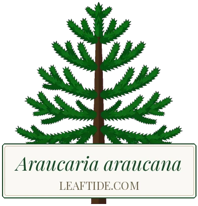 Araucaria araucana