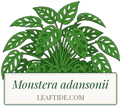 Monstera adansonii