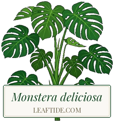 Monstera deliciosa