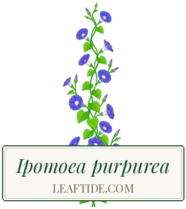 Ipomoea purpurea