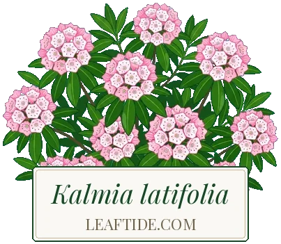 Kalmia latifolia