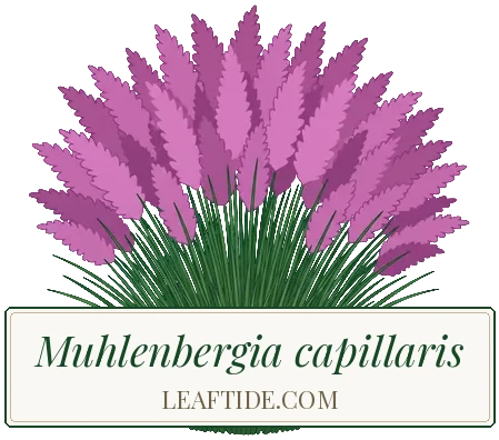 Muhlenbergia capillaris