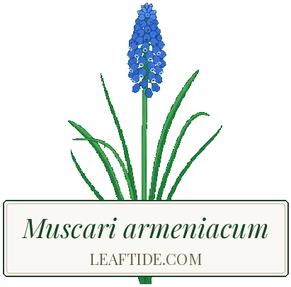 Muscari armeniacum