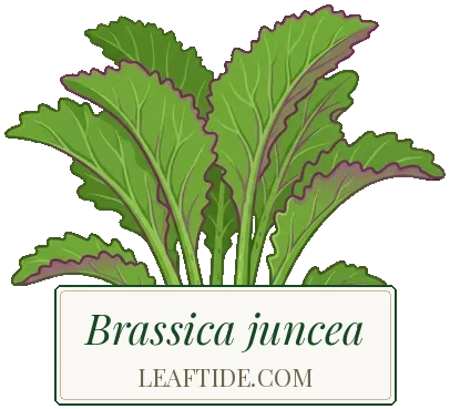 Brassica juncea