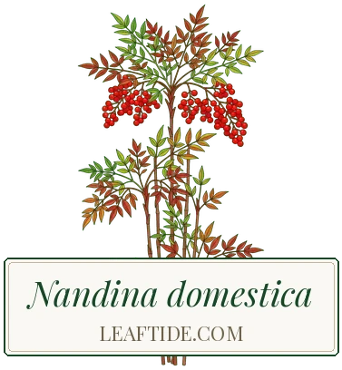 Nandina domestica