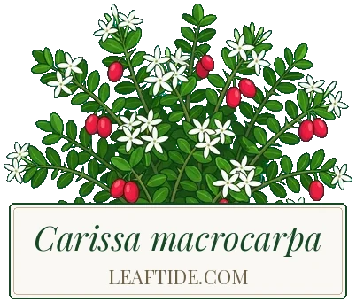 Carissa macrocarpa