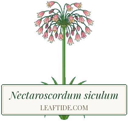 Nectaroscordum siculum