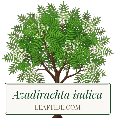 Azadirachta indica