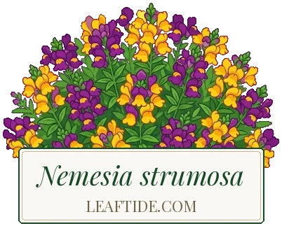 Nemesia strumosa