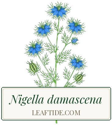 Nigella damascena