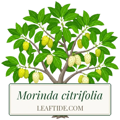 Morinda citrifolia