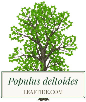 Populus deltoides
