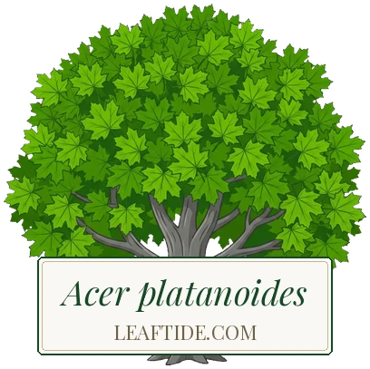 Acer platanoides