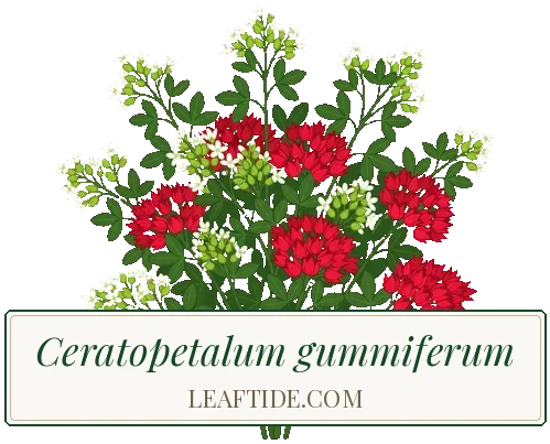 Ceratopetalum gummiferum