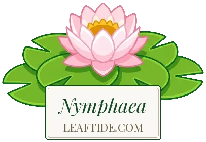 Nymphaea
