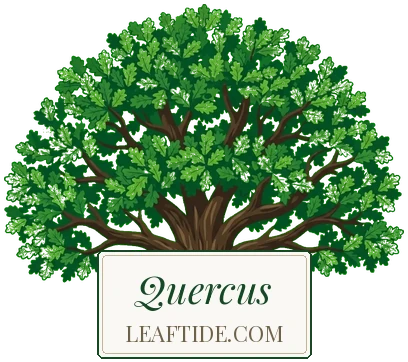Quercus