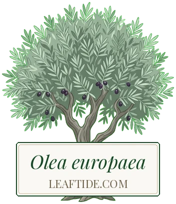 Olea europaea