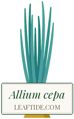 Allium cepa