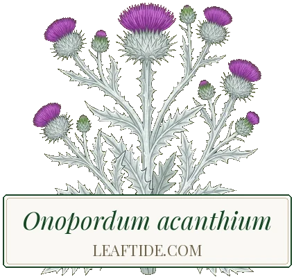 Onopordum acanthium