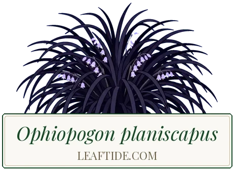 Ophiopogon planiscapus