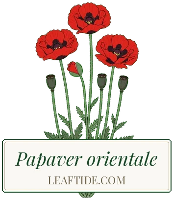 Papaver orientale