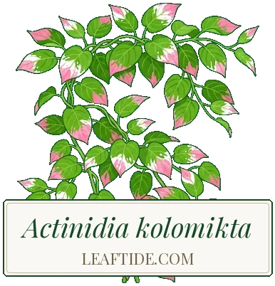 Actinidia kolomikta