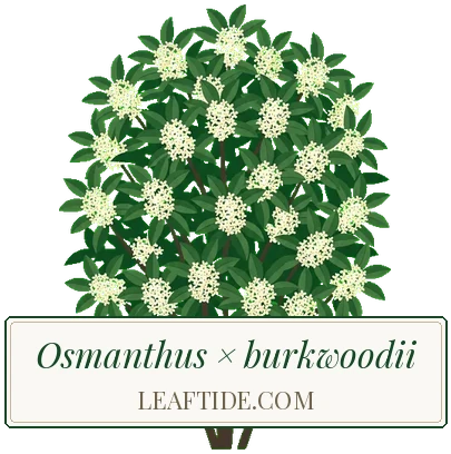 Osmanthus × burkwoodii