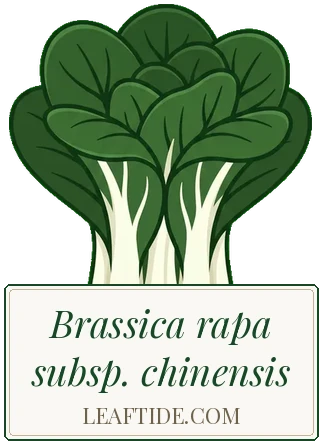 Brassica rapa subsp. chinensis
