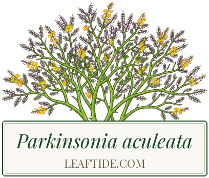 Parkinsonia aculeata