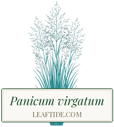 Panicum virgatum