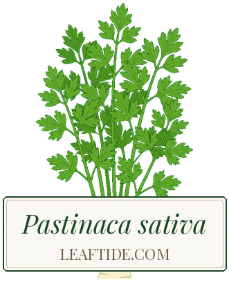 Pastinaca sativa