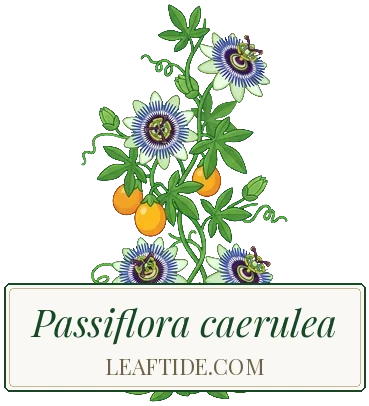 Passiflora caerulea