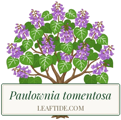 Paulownia tomentosa