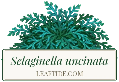 Selaginella uncinata