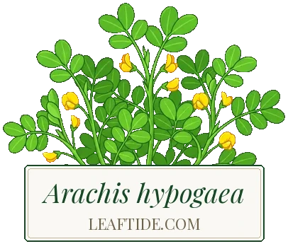Arachis hypogaea