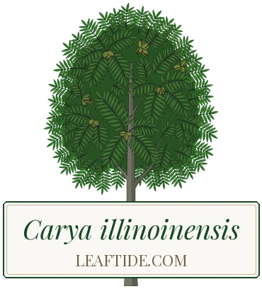 Carya illinoinensis