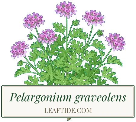 Pelargonium graveolens