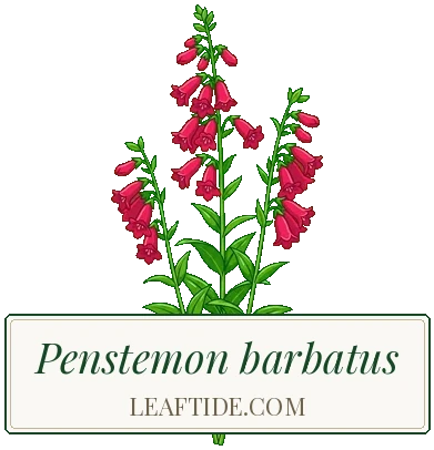 Penstemon barbatus